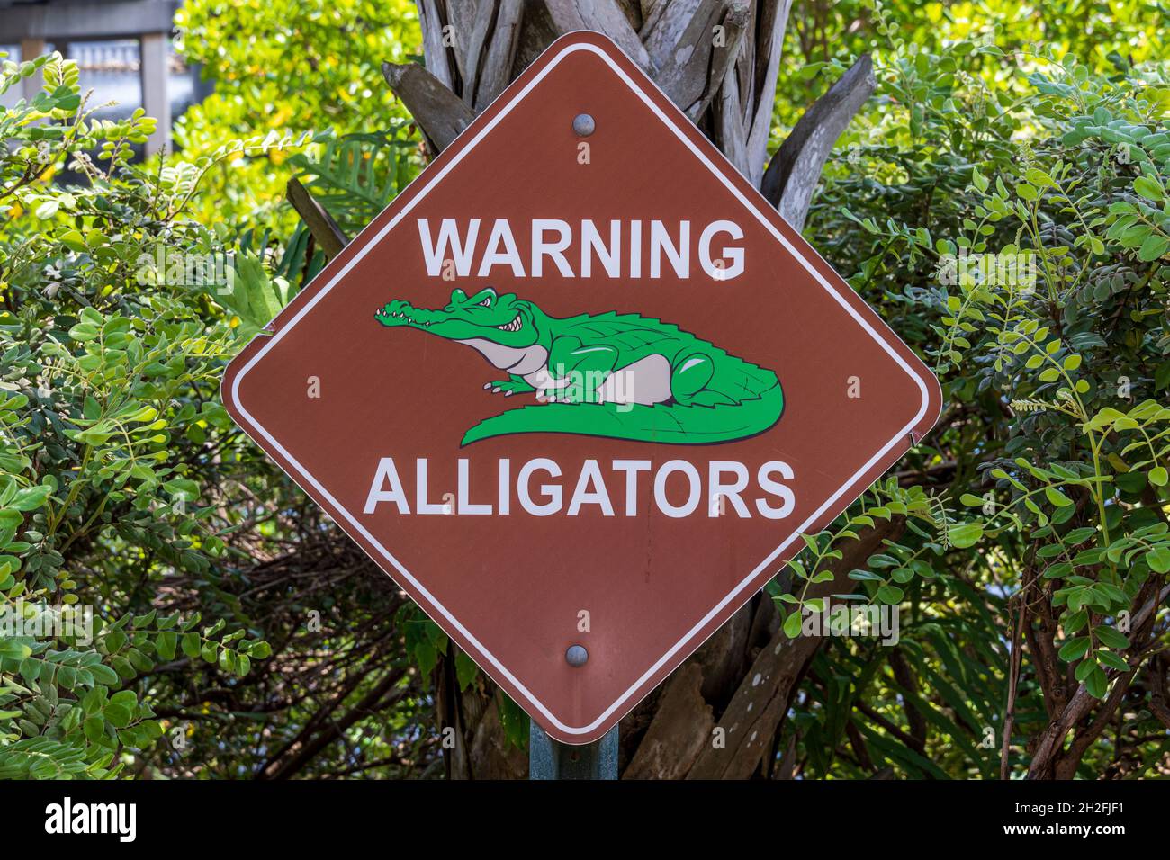 Alligator Present Sign stock image. Image of terranova - 102117971