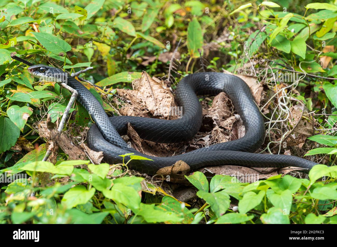 Southern black racer snake (Coluber constrictor priapus) lying on a bush - Rainbow Springs State Park, Dunnellon, Florida, USA Stock Photo