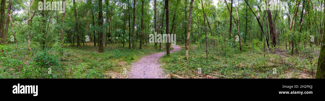 Panorama of 'Yellow Trail' in Rainbow Springs State Park - Dunnellon, Florida, USA Stock Photo