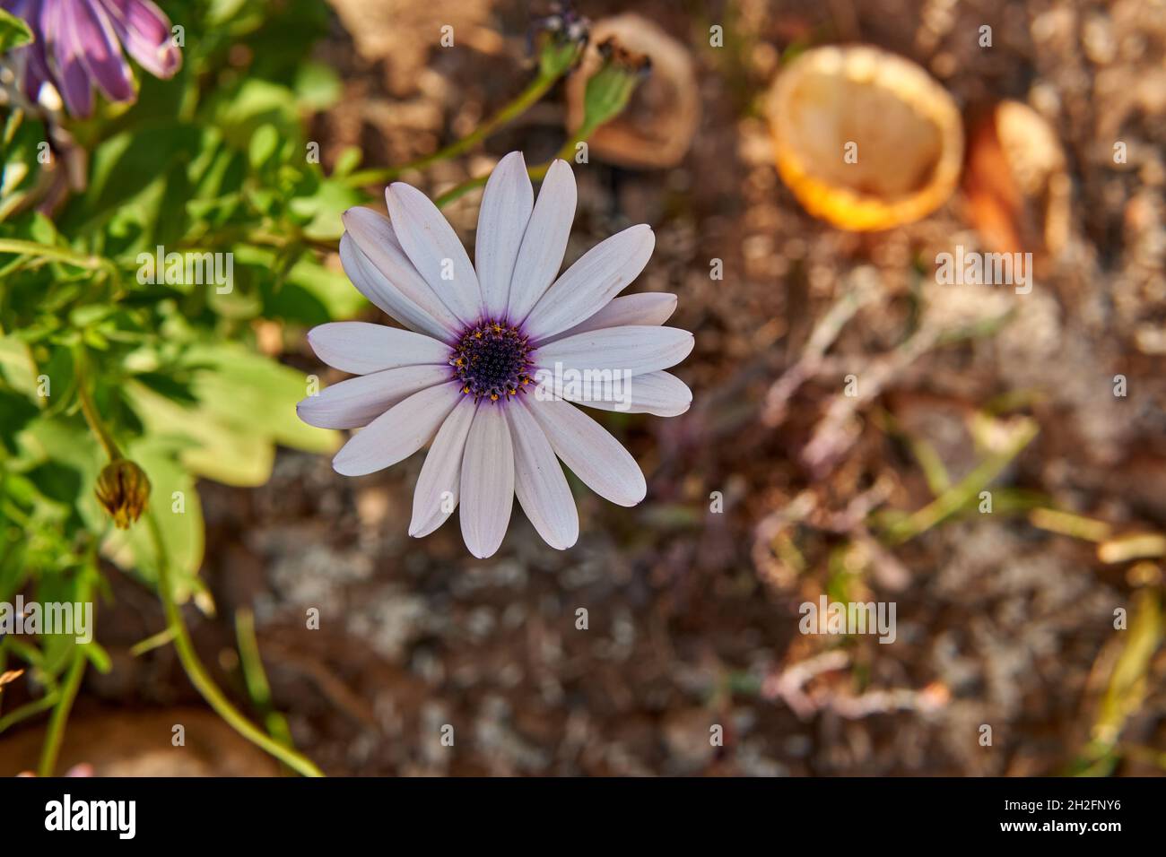 one white and purple flower African daisy Osteospermum isolated in garden. blurred background. Horizontal Stock Photo