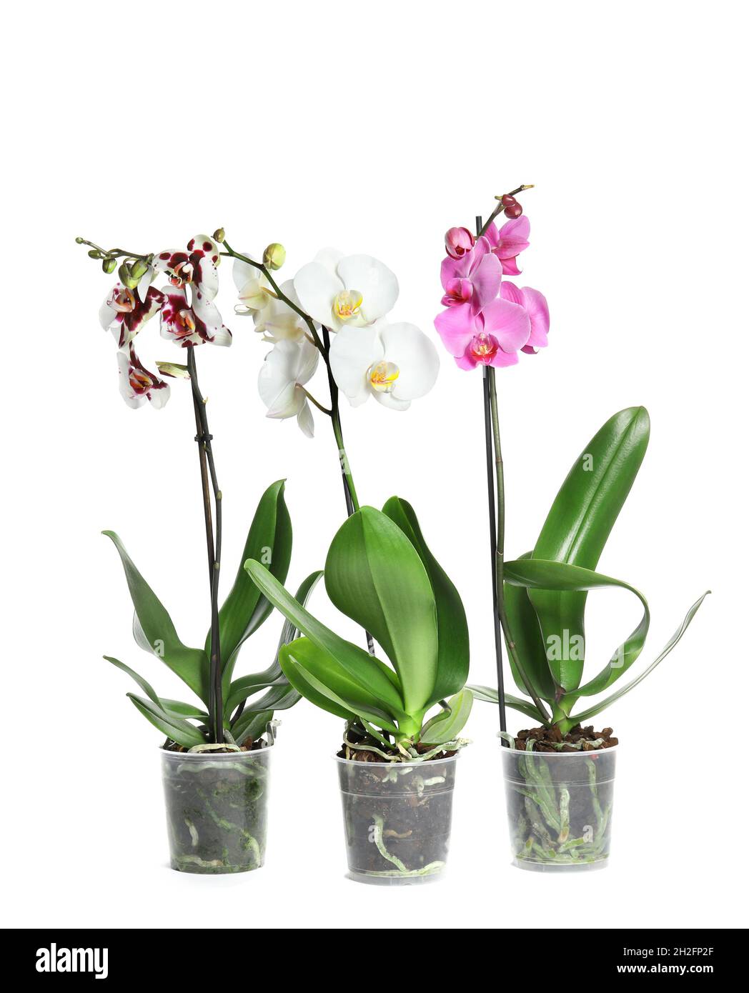 Beautiful tropical orchid flowers in pots on white background Stock ...