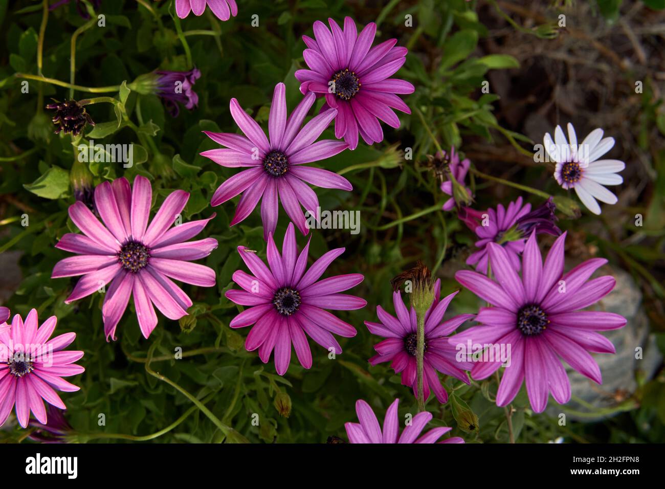 purple sunflower daisy family Asteraceae, commonly known as daisy bushes or African daisies blooming in the garden . Horizontal. Argentina Stock Photo
