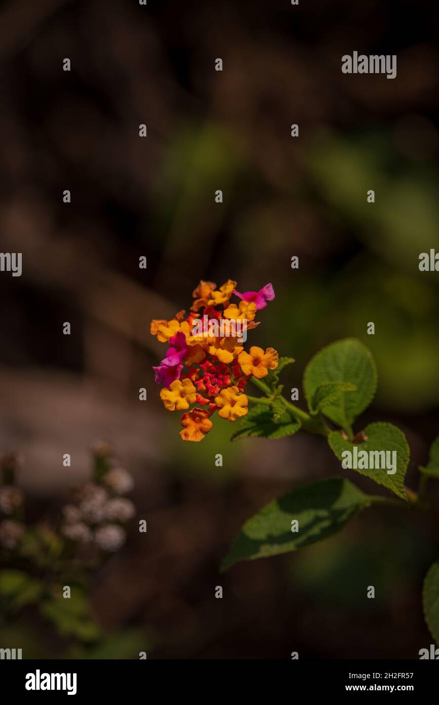 Close up of a yellow Lantana Camara Flower in a branch. Yellow, pink and red little flower together in a flower head. Stock Photo