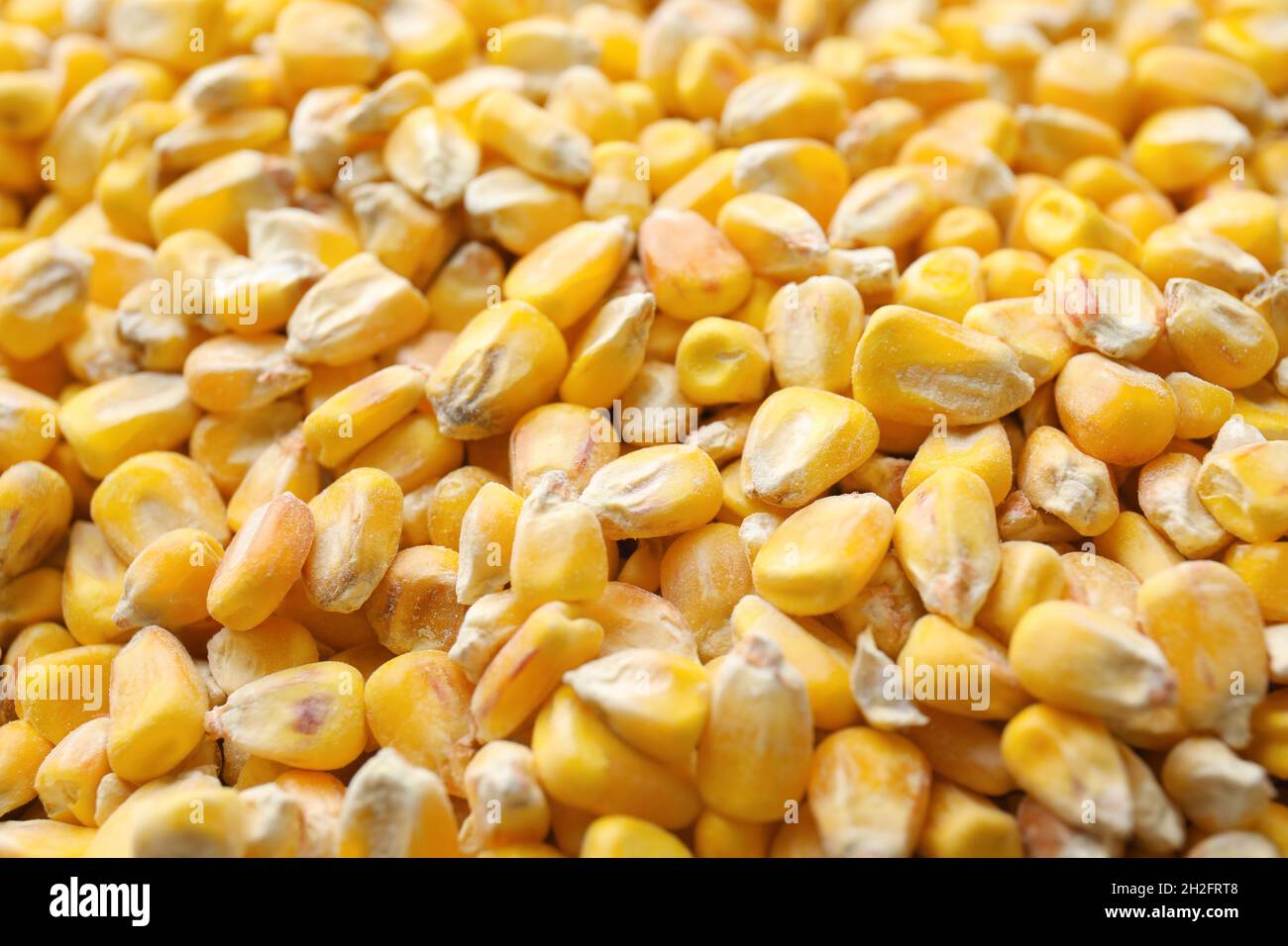 Many dried corn kernels as background, closeup Stock Photo Alamy