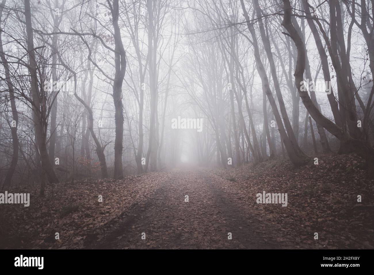 Mesmerizing view of the beautiful trail through the autumn forest on a ...