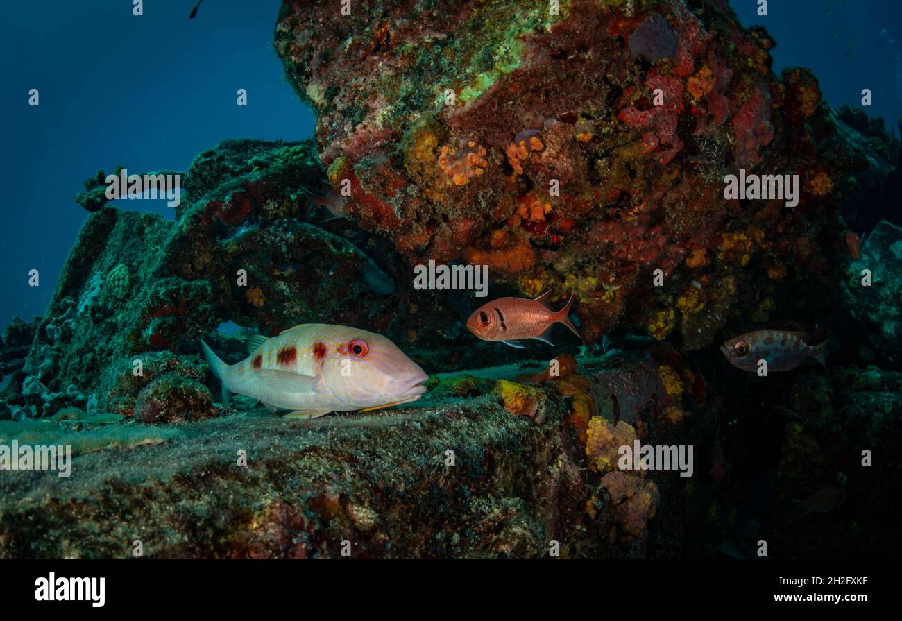 Marine life on the reef off the Dutch Caribbean island of Sint Maarten Stock Photo