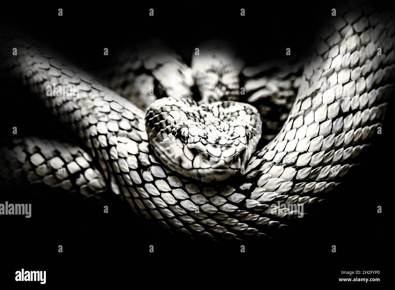 black and white snake images