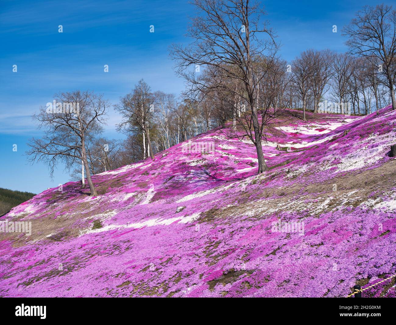 Higashimokoto Shibazakura Park, Hokkaido, Japan Stock Photo