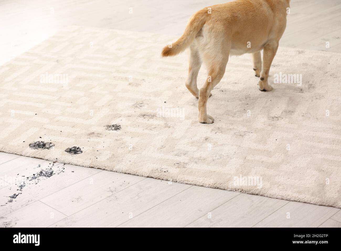Cute dog leaving muddy paw prints on carpet Stock Photo Alamy