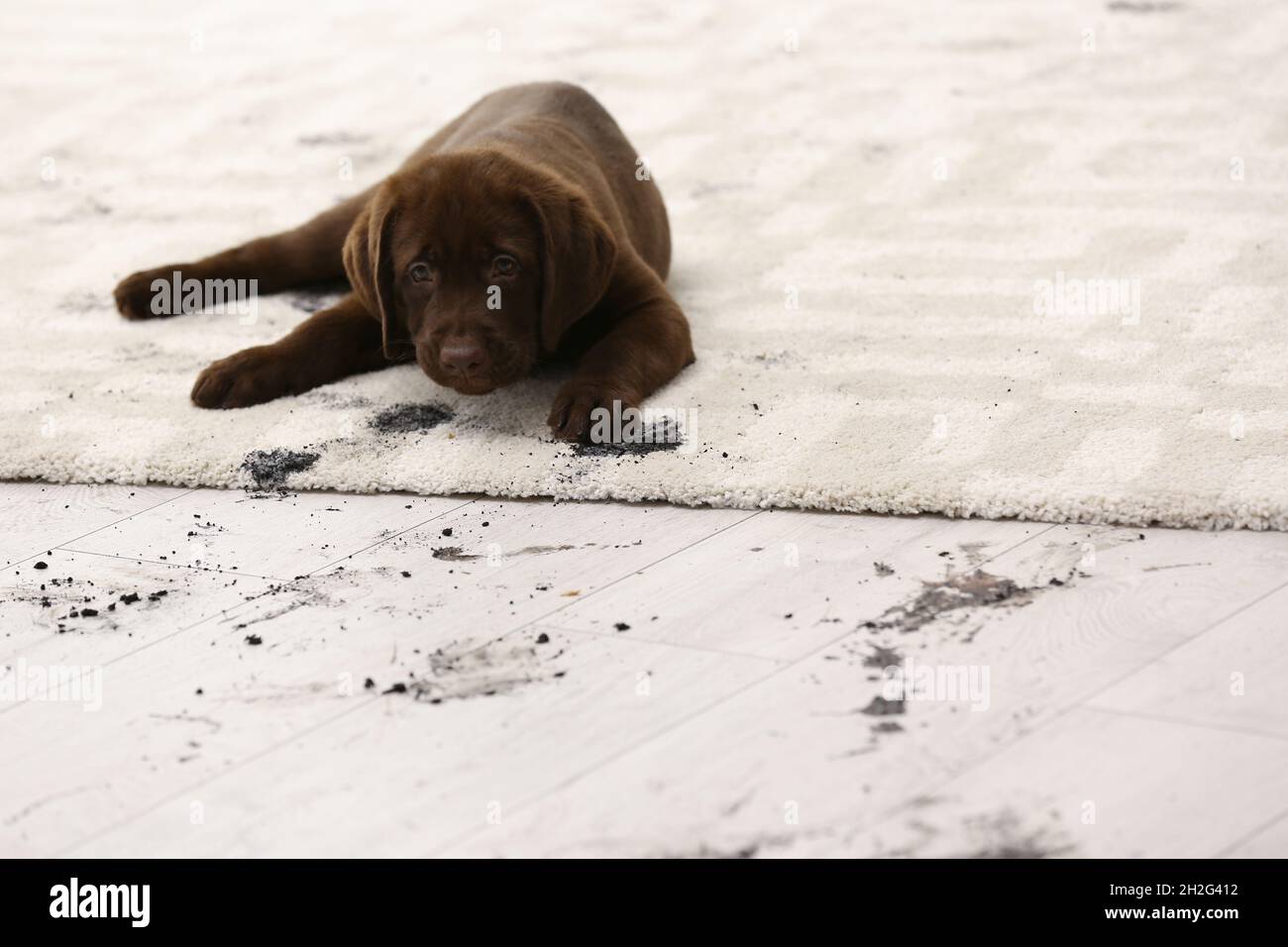 Cute dog leaving muddy paw prints on carpet Stock Photo Alamy