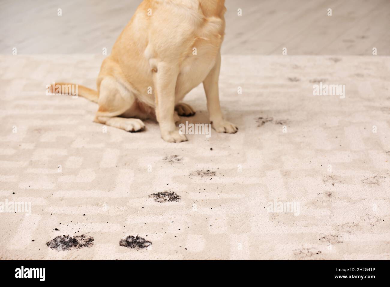Cute dog leaving muddy paw prints on carpet Stock Photo Alamy