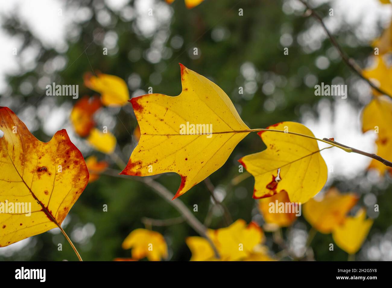 Yellow leaves of a Tulip tree (Liriodendron tulipifera) in the autumn ...