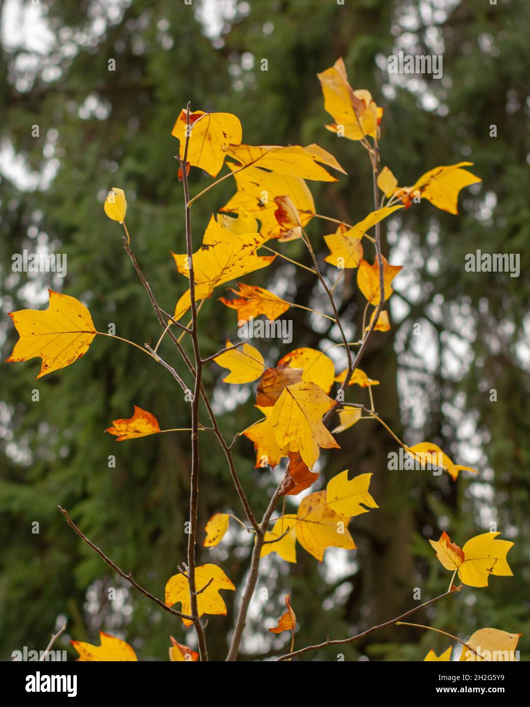 Yellow leaves of a Tulip tree (Liriodendron tulipifera) in the autumn ...