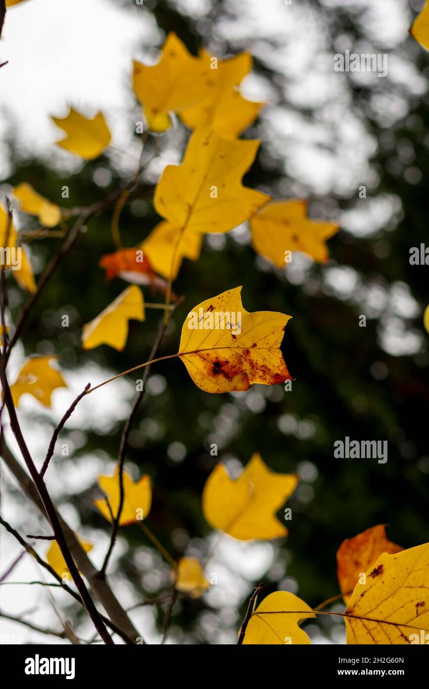 Yellow leaves of a Tulip tree (Liriodendron tulipifera) in the autumn. Golden foliage of a Whitewood. Stock Photo