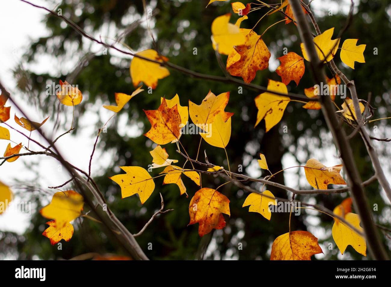 Yellow leaves of a Tulip tree (Liriodendron tulipifera) in the autumn ...