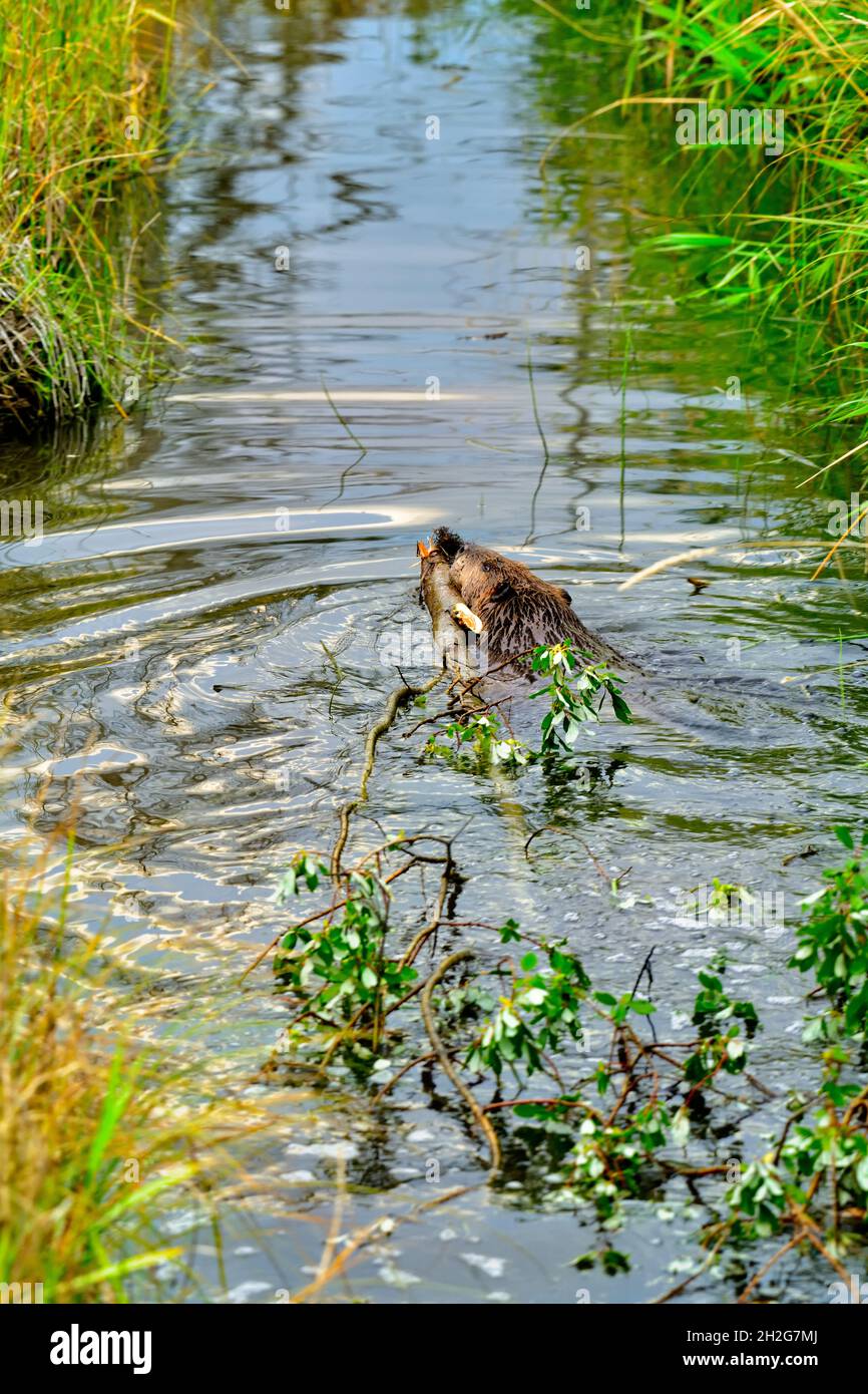 An adult beaver 'Castor canadensis', hauling a fresh cut aspen tree to his food pile in his beaver pond in rural Alberta Canada. Stock Photo