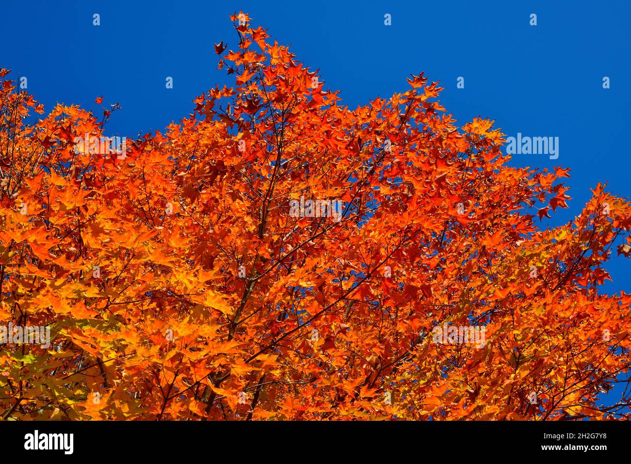 A horizontal image of red maple leaves against a blue sky in rural New Brunswick Canada Stock Photo