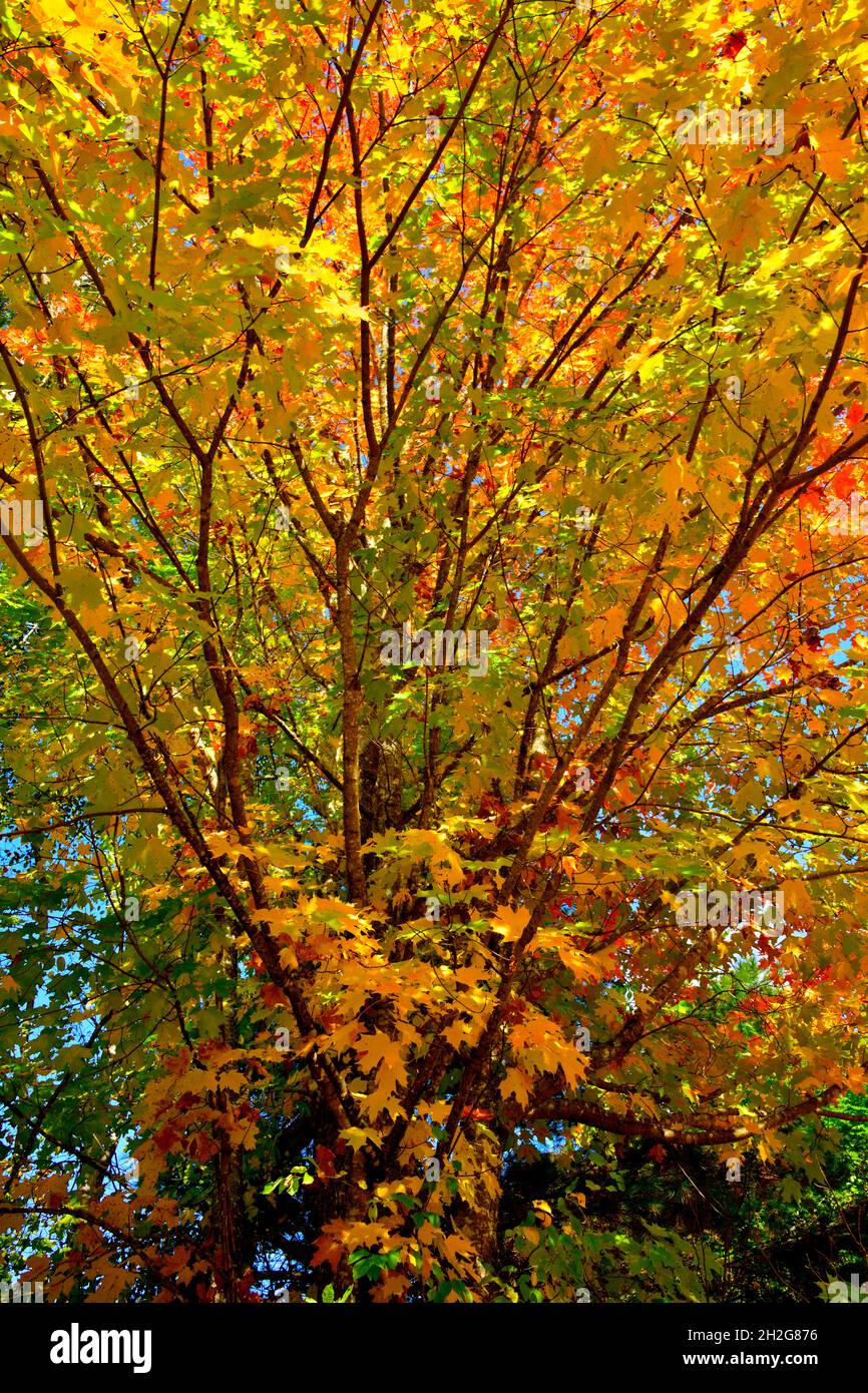 A maple tree with its leaves turning the bright colors of fall in rural New Brunswick Canada. Stock Photo