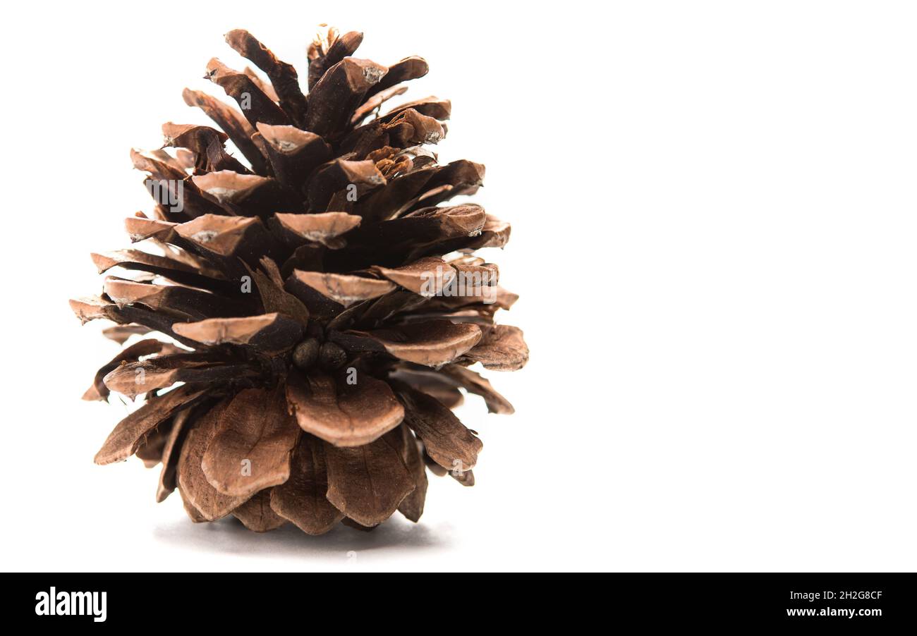 Pine cone isolated on a white background. Christmas and Holiday season in Winter with copy space Stock Photo