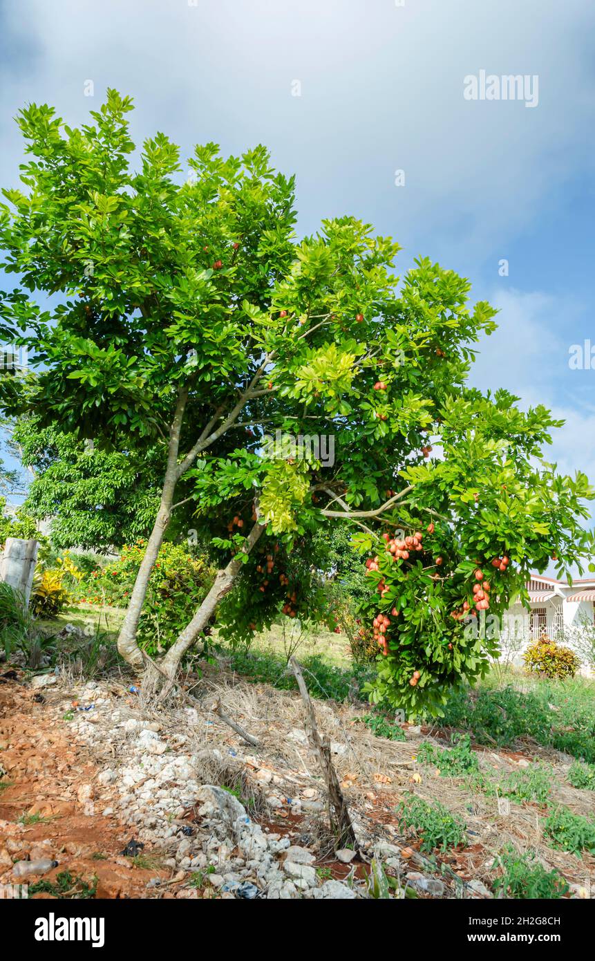 Ackee Tree RARE Exotic Jamaican Fruit Tree ubicaciondepersonas.cdmx