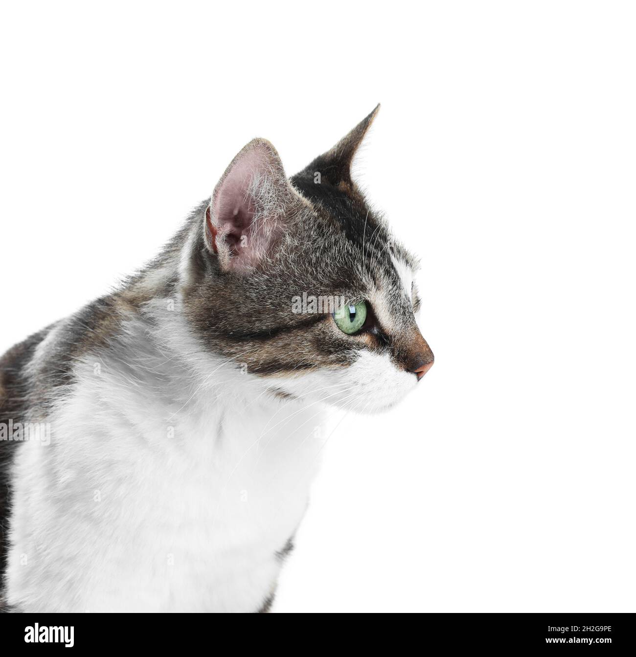 Portrait Of Cute Cat On White Background Lovely Pet Stock Photo Alamy portrait-of-cute-cat-on-white-background-lovely-pet-stock-photo-alamy