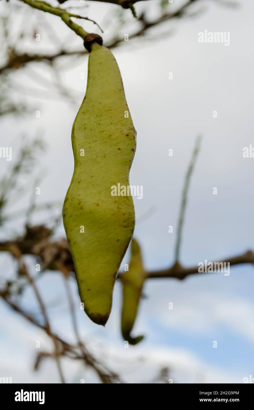 Quickstick Bean Pod Stock Photo