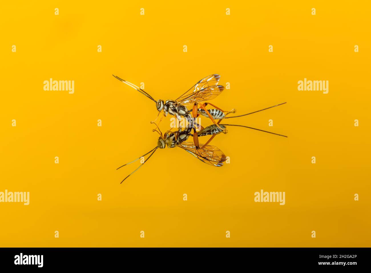 Parasitoid wasp hi-res stock photography and images - Alamy