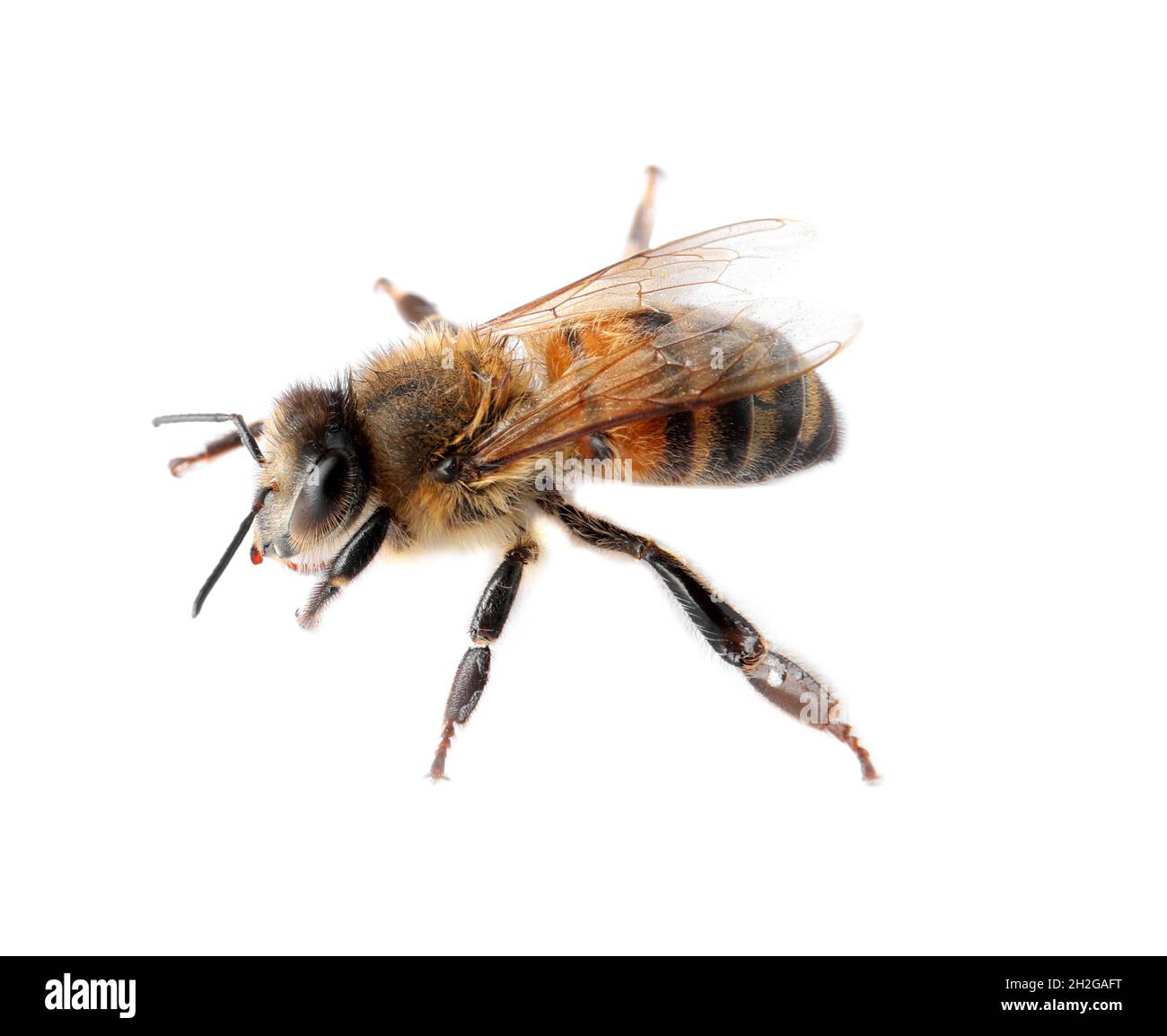 Beautiful honeybee on white background. Domesticated insect Stock Photo ...