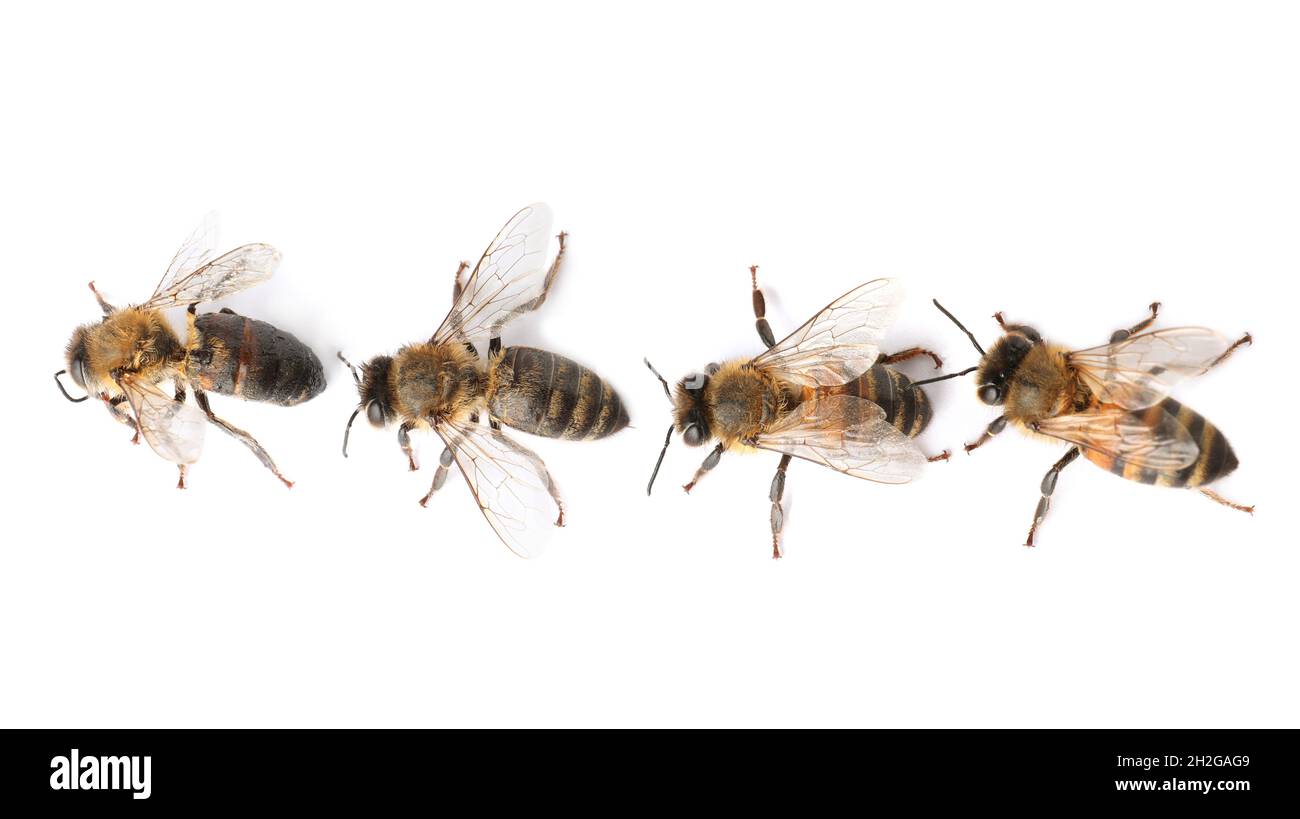 Beautiful honeybees on white background, top view. Domesticated insects ...