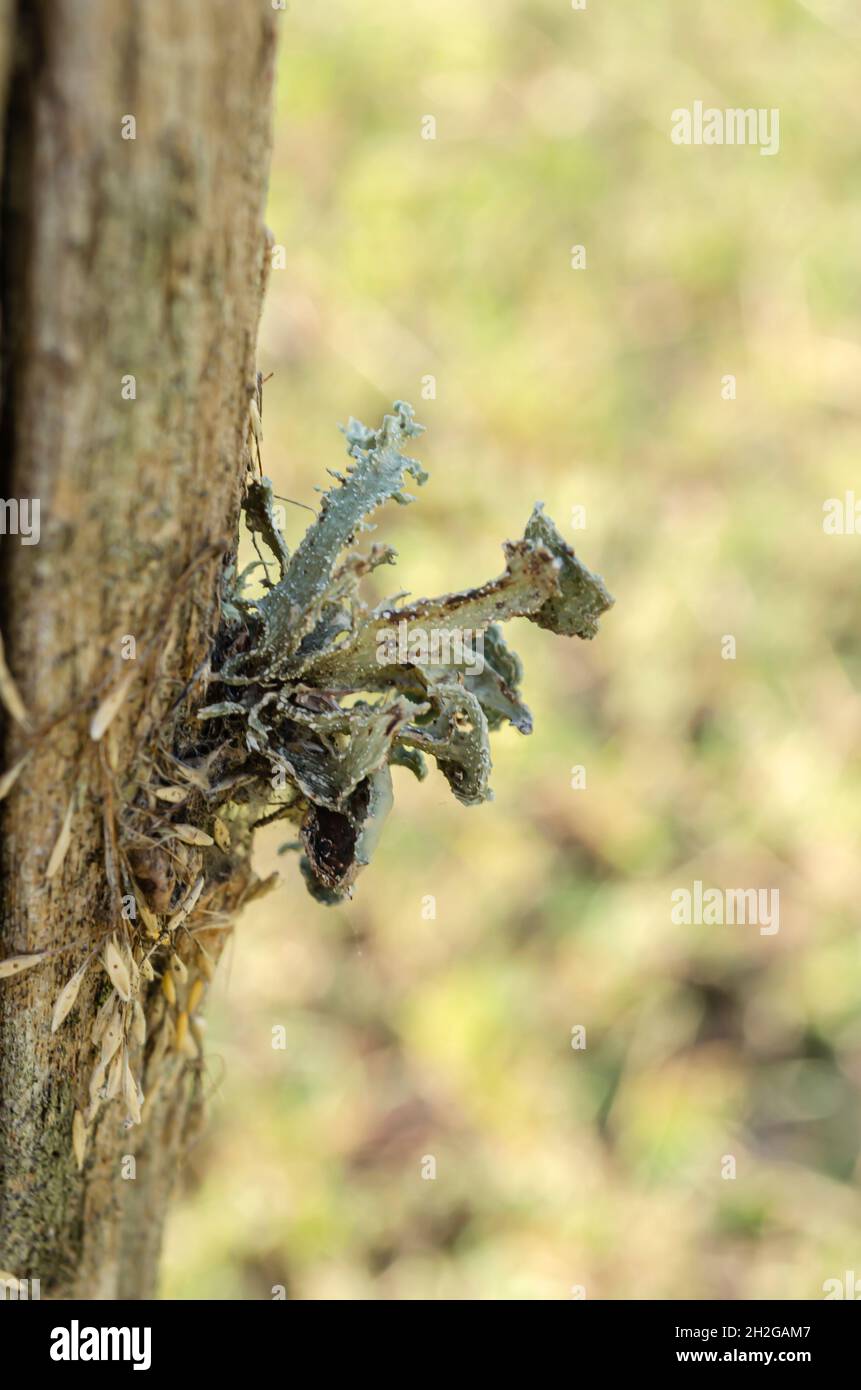 Ramalina Lichen Growing Out From Post Stock Photo