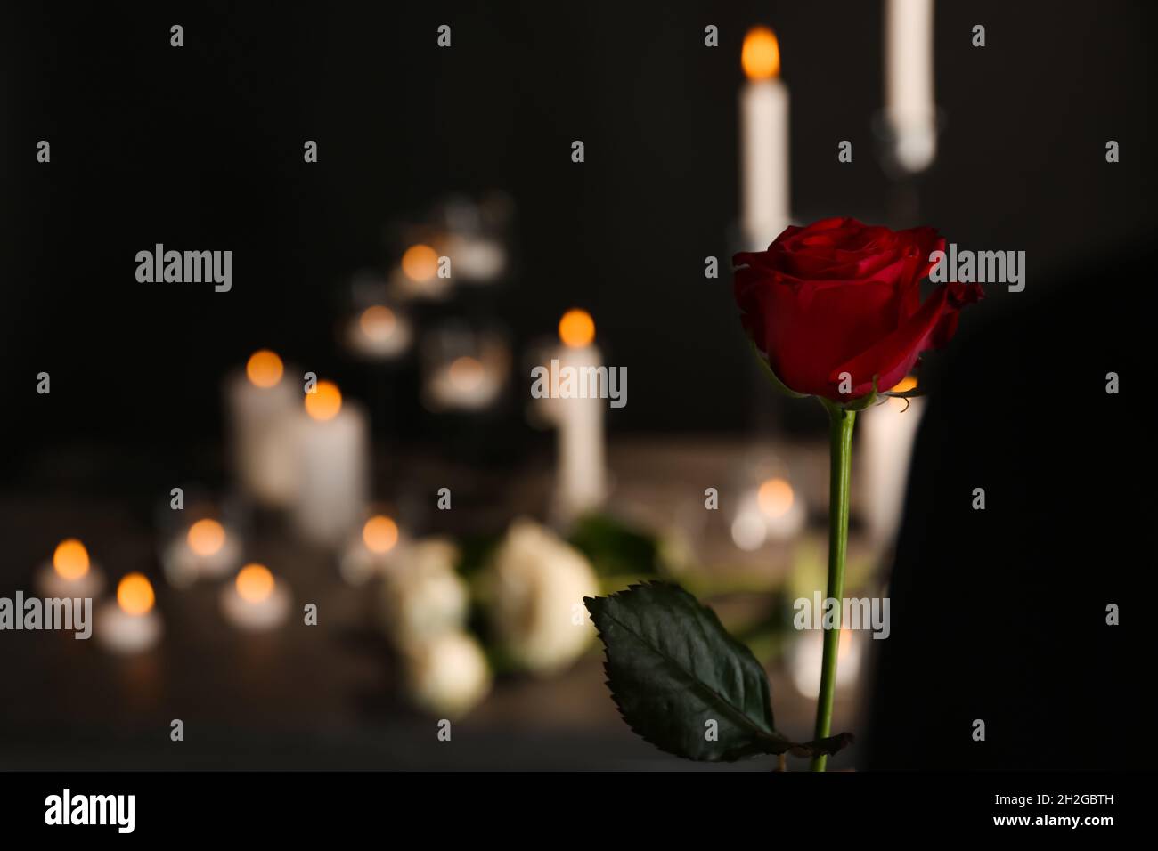 Một bông hoa hồng đỏ đẹp tuyệt vời trên nền mờ hoá là biểu tượng của tang lễ, nhưng cũng có thể mang lại cho chúng ta nhiều ý nghĩa khác nhau. Hãy cùng nhìn lại những kỷ niệm đáng quý và thêm một chút tình cảm và sự hiểu biết vào cuộc sống của mình.