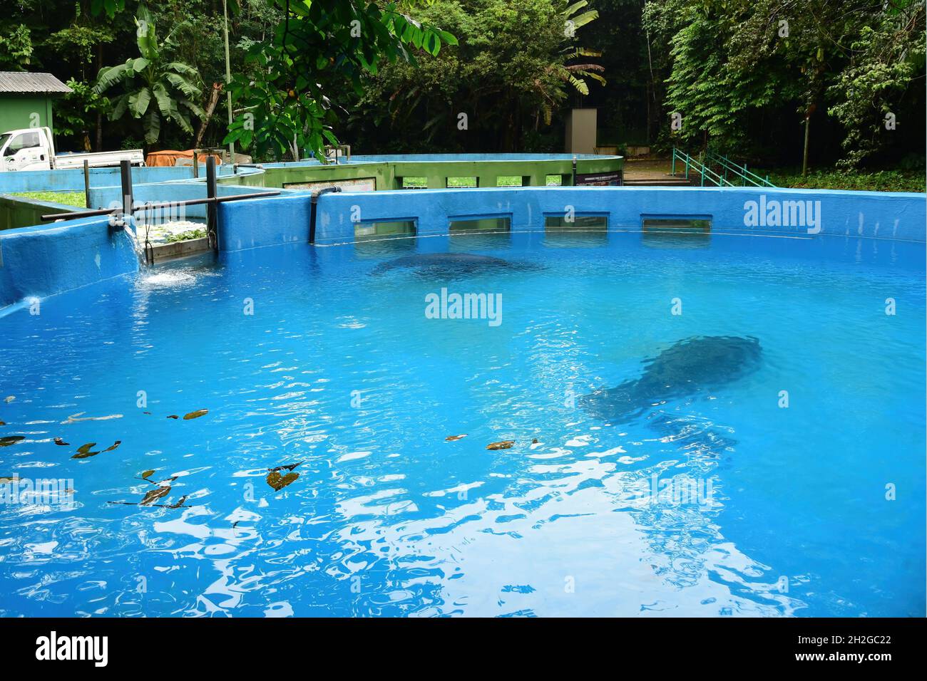 Ponds that occupied by orphaned baby manatees in Bosque da Ciencia before returning to their native habitat. Taken in Manaus, Brasil on May 30, 2019 Stock Photo