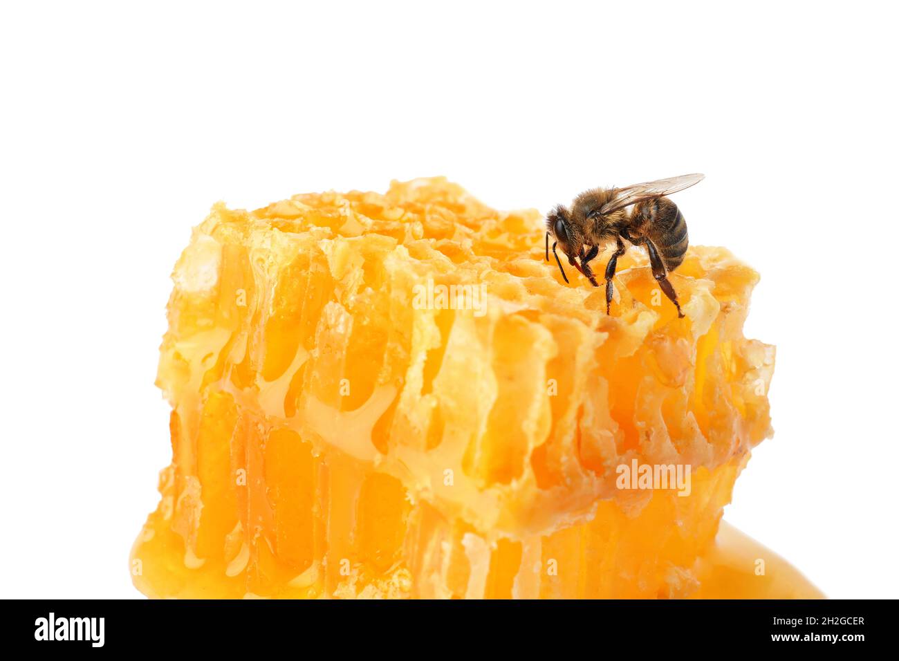 Honeycomb and bee on white background. Domesticated insect Stock Photo ...