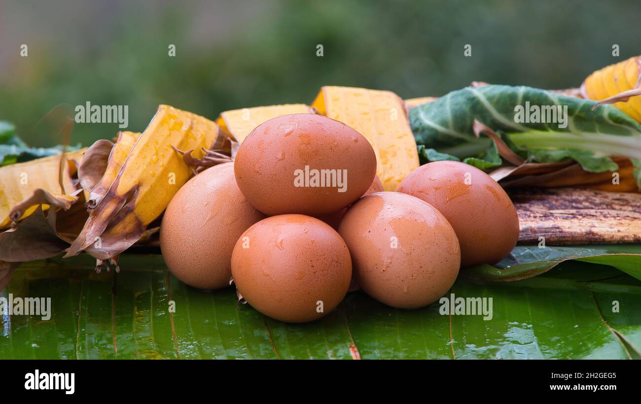 Fresh chicken eggs from nest, pile of brown eggs in nest on farm Stock ...
