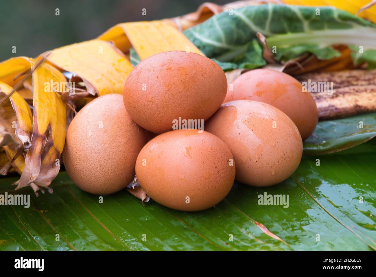 Fresh chicken eggs from nest, pile of brown eggs in nest on farm Stock ...