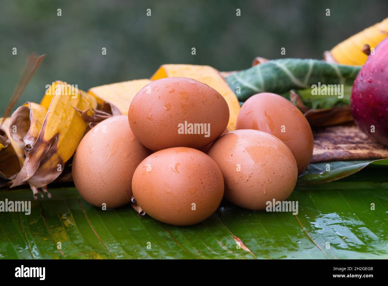Fresh chicken eggs from nest, pile of brown eggs in nest on farm Stock ...