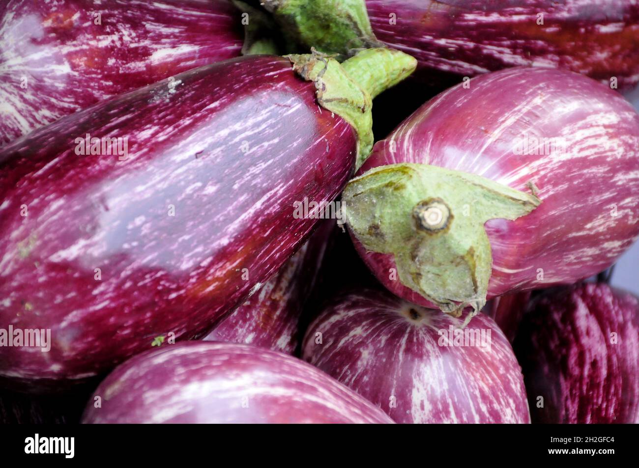 Vegetableeggplant hires stock photography and images Alamy