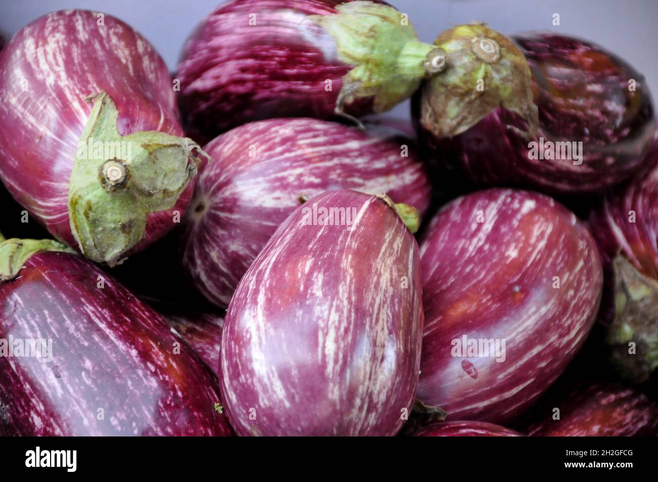 Kastrup/Copenhagen/Denmark./16 October 2021/Eggplants vegetable and also known aubergines