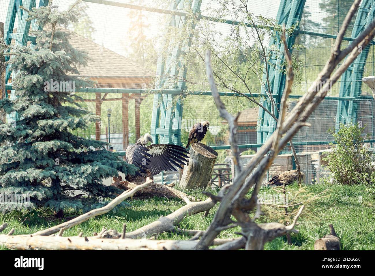 Large wild griffons vulture sit on dry branches in spacious comfortable cage with fir tree in contemporary zoo on hot day Stock Photo