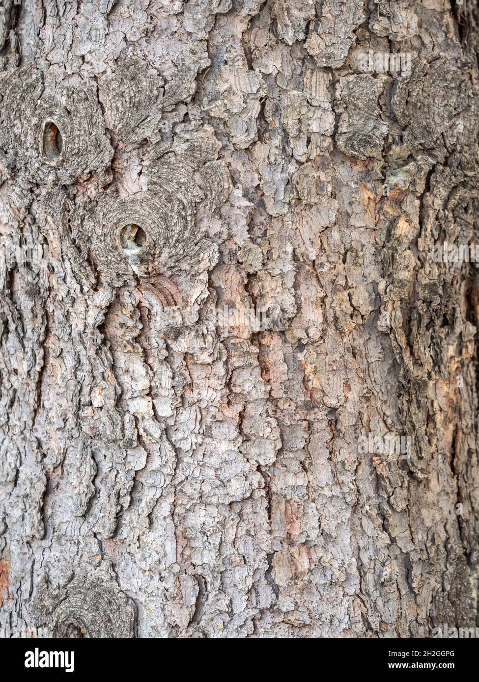 Old wood bark texture or background. Red pine tree Stock Photo - Alamy