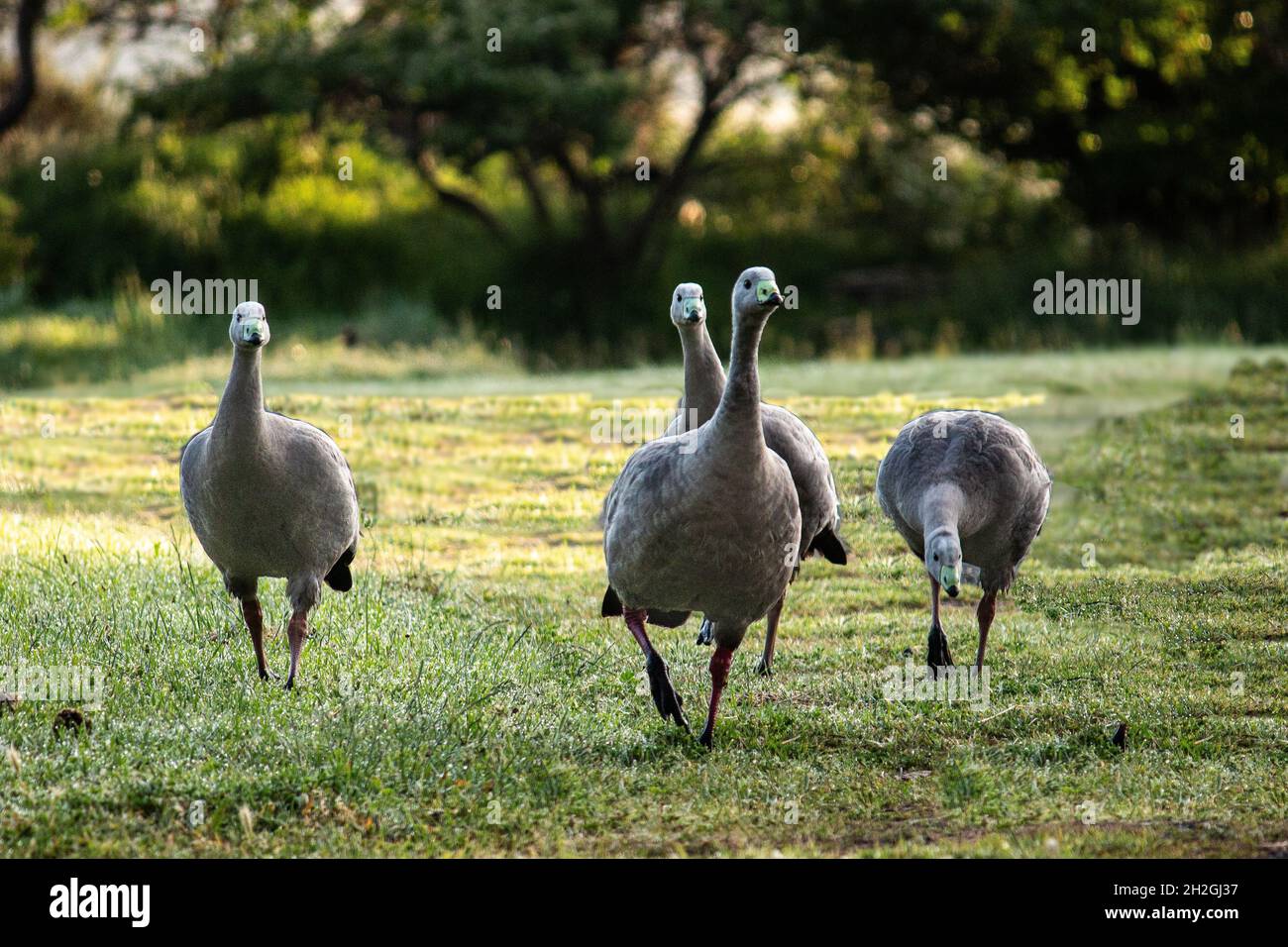 Native Australian Birds Cape Barren Geese walking along grass with trees in background Stock Photo