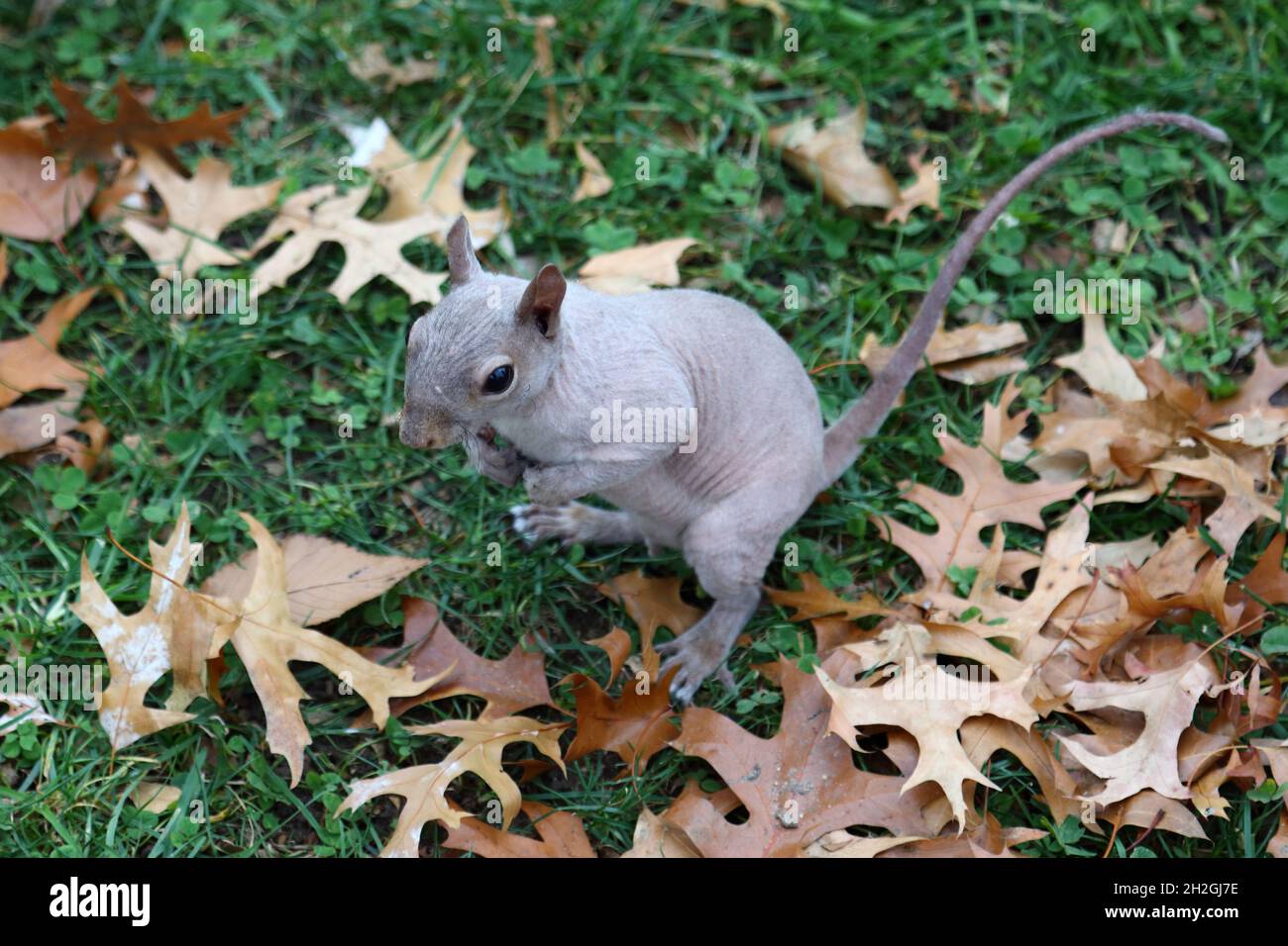 Hairless Squirrel