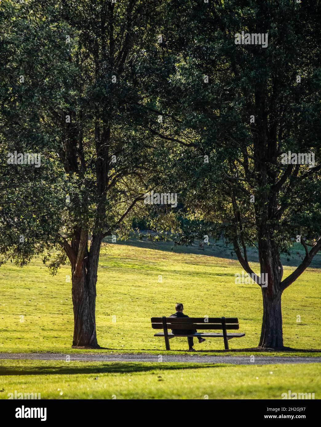 Man sitting alone in sunshine on park bench between large eucalyptus gum trees Stock Photo
