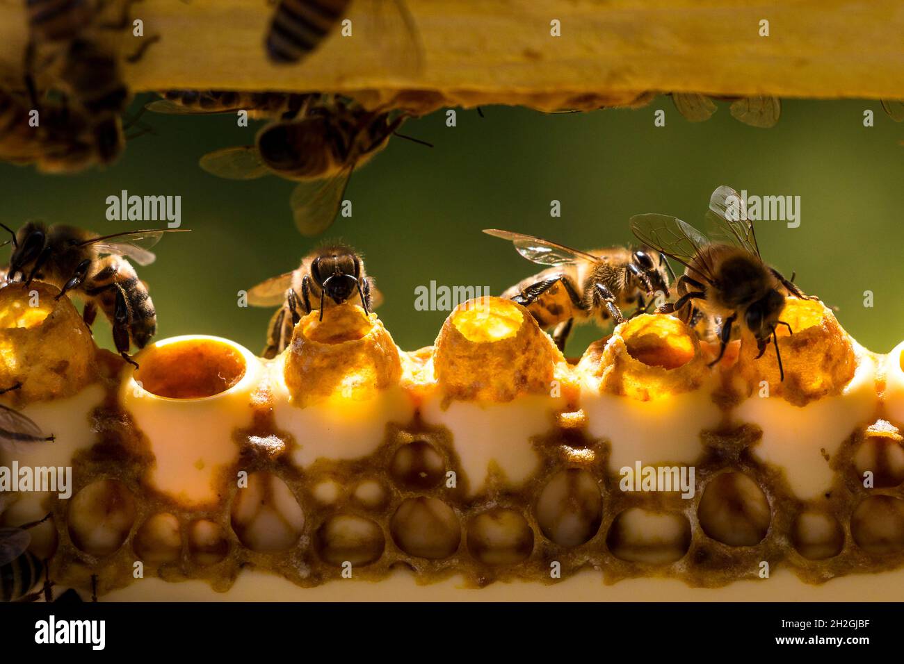 Honey royal jelly deals