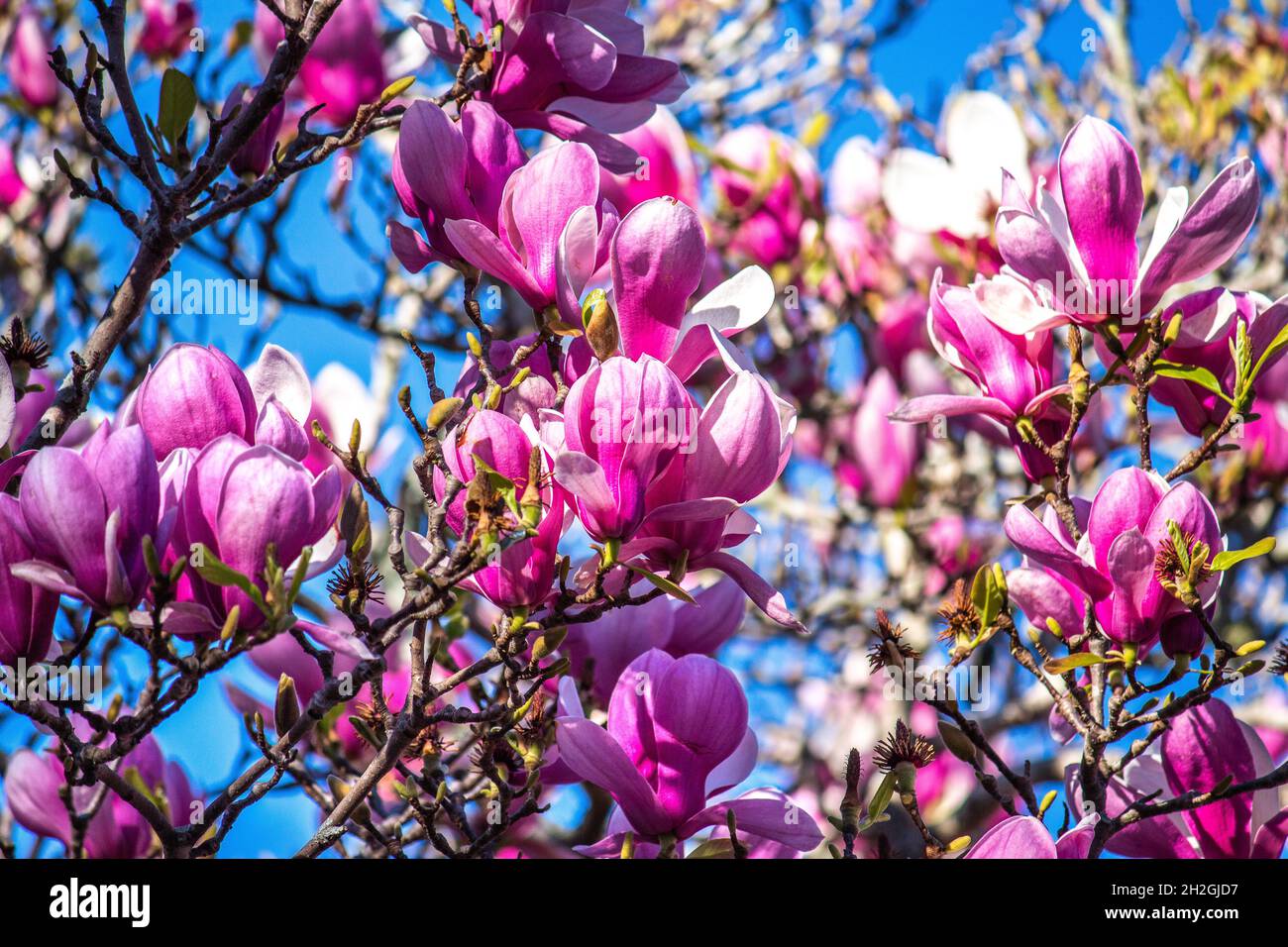 Magnolia tree full bloom hi-res stock photography and images - Alamy
