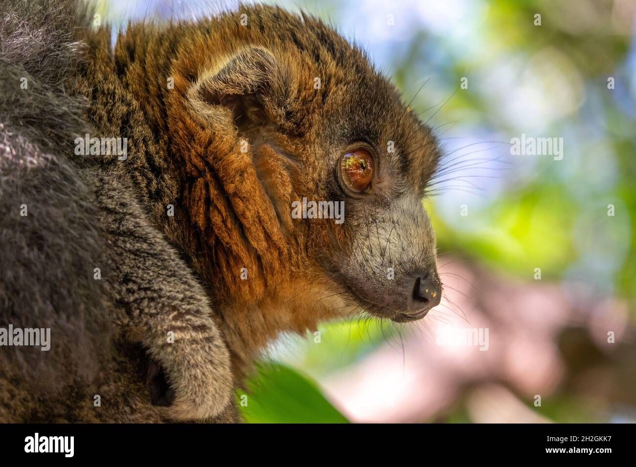 Mongoose lemur, Eulemur mongoz, rainforest Madagascar endemic primate Stock Photo