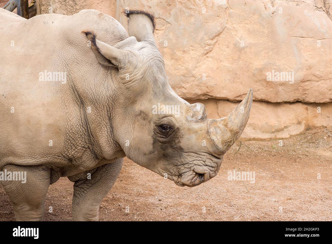 Rhinoceros also known as rhino, Lonely specimen in a bio park, Detail of head and horn sad eyes Stock Photo