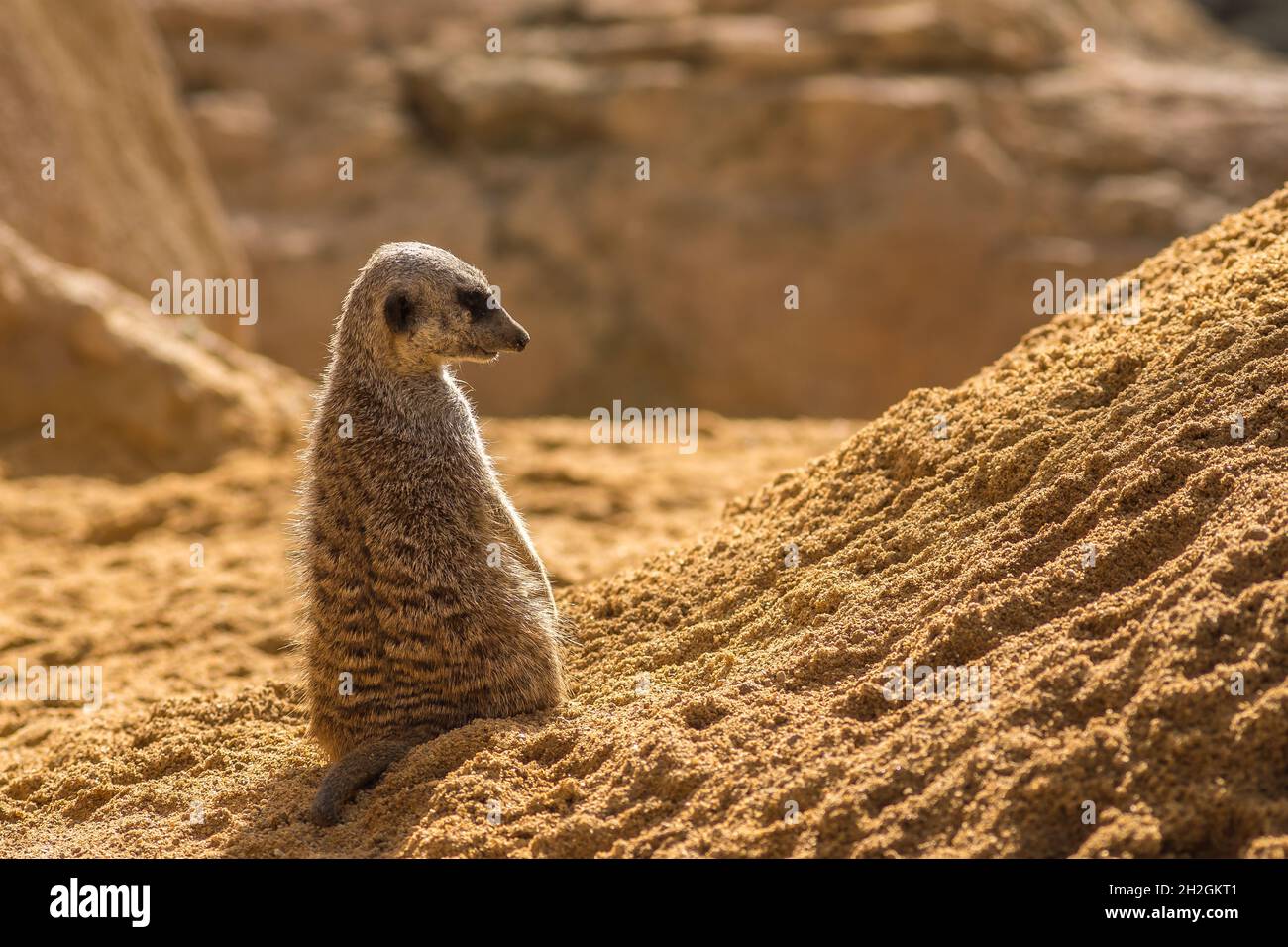 Meerkat standing looking at the horizon on guard curious gesture, with Warm colors and sunlight, suricate, Suricata, suricatta Stock Photo