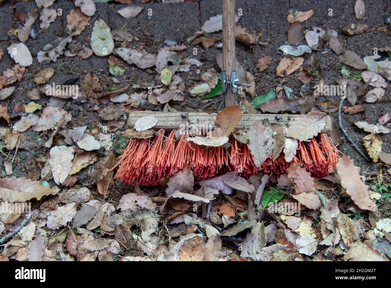 A garden broom with thick bristles and dry autumn leaves Stock Photo
