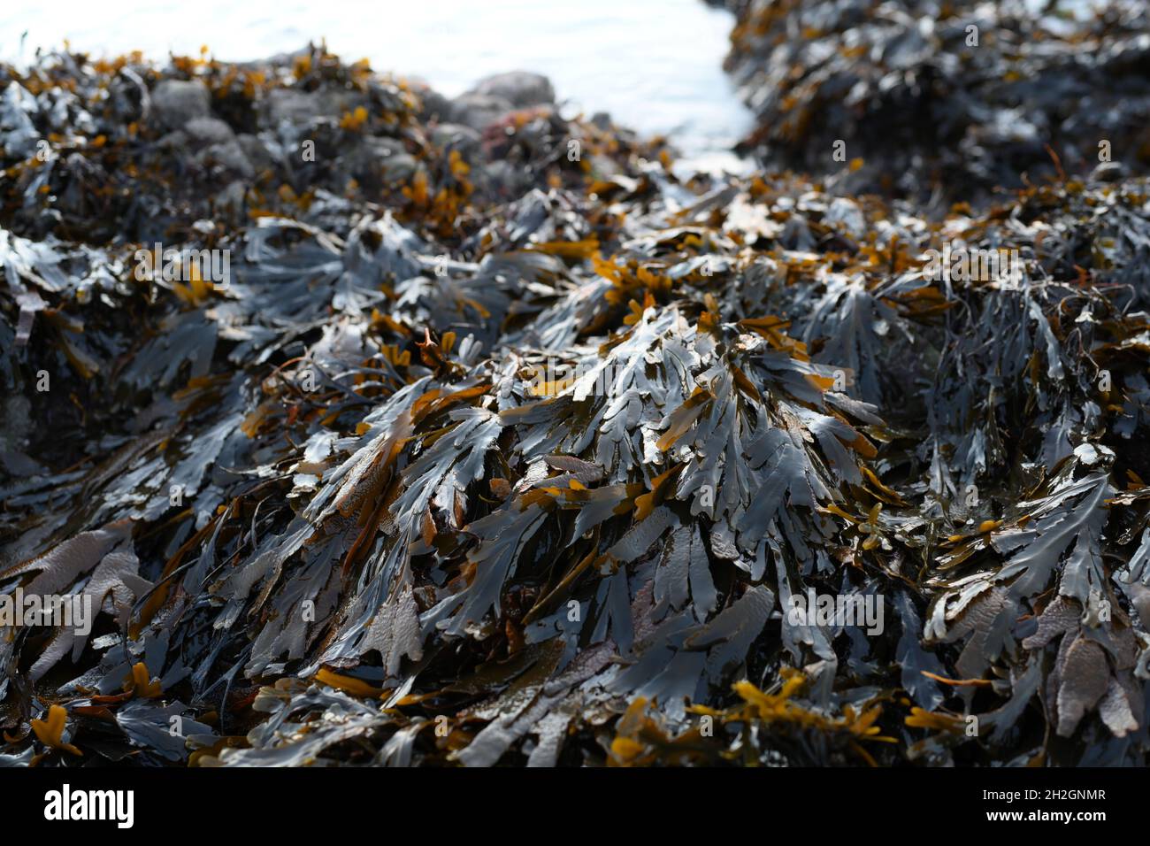 Fucus serratus or Saw wrack seaweed covers the rocky shore at Bracelet bay on the Gower. The morning light illuminate its wet shiny surfaces. Stock Photo